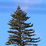 Costa *